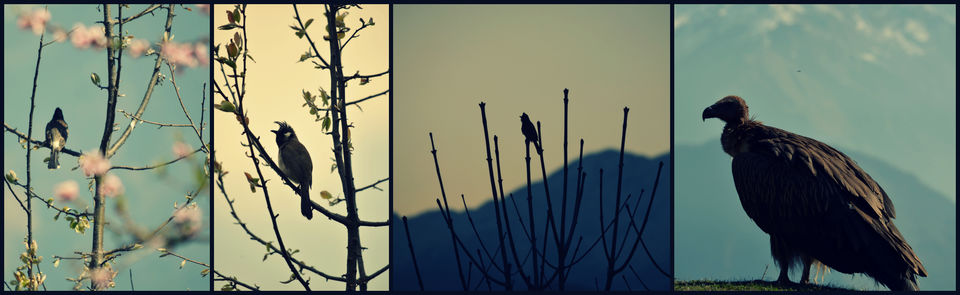 Photo of Road Trip : RUBBER-TRAMPING through Uttarakhand 26/49 by ipshita bhattacharyya