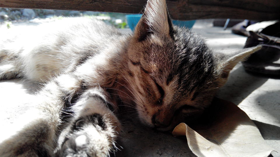 Photo of THE BALLU home stay 2/9 by ipshita bhattacharyya