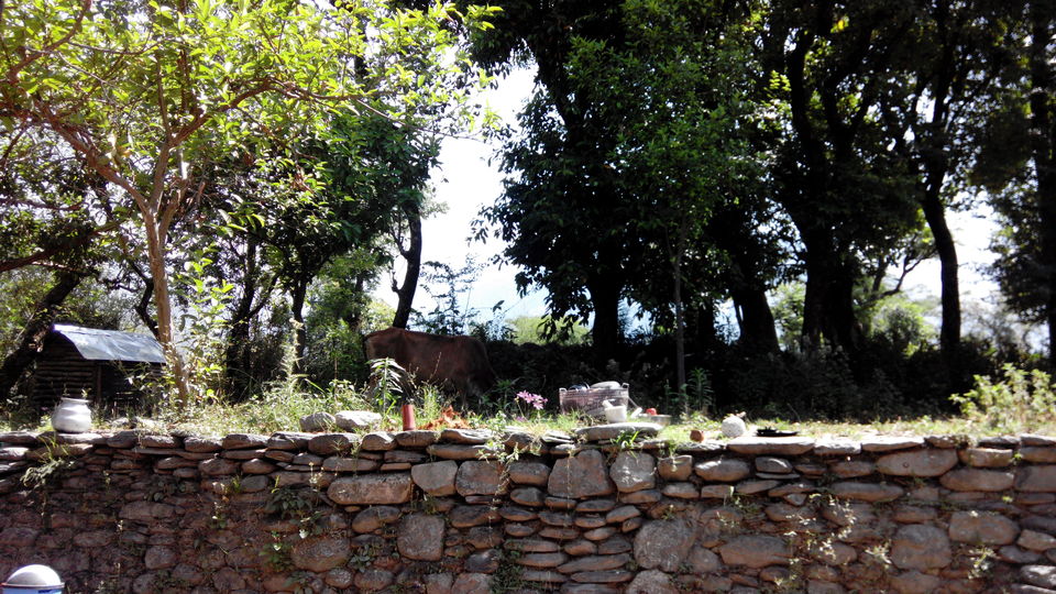 Photo of THE BALLU home stay 3/9 by ipshita bhattacharyya