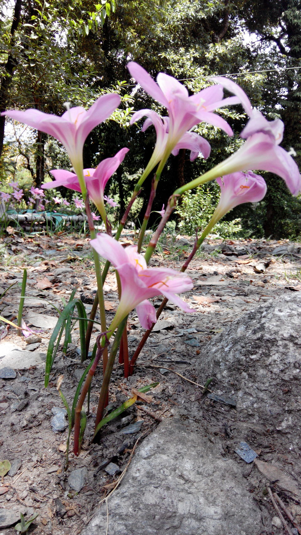Photo of THE BALLU home stay 4/9 by ipshita bhattacharyya