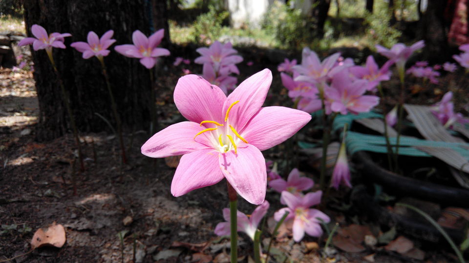 Photo of THE BALLU home stay 5/9 by ipshita bhattacharyya