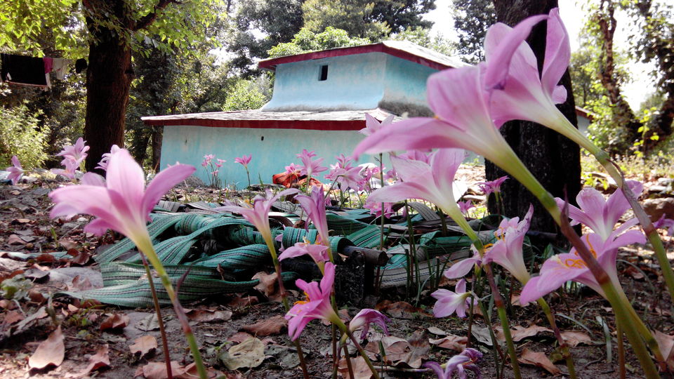 Photo of THE BALLU home stay 6/9 by ipshita bhattacharyya
