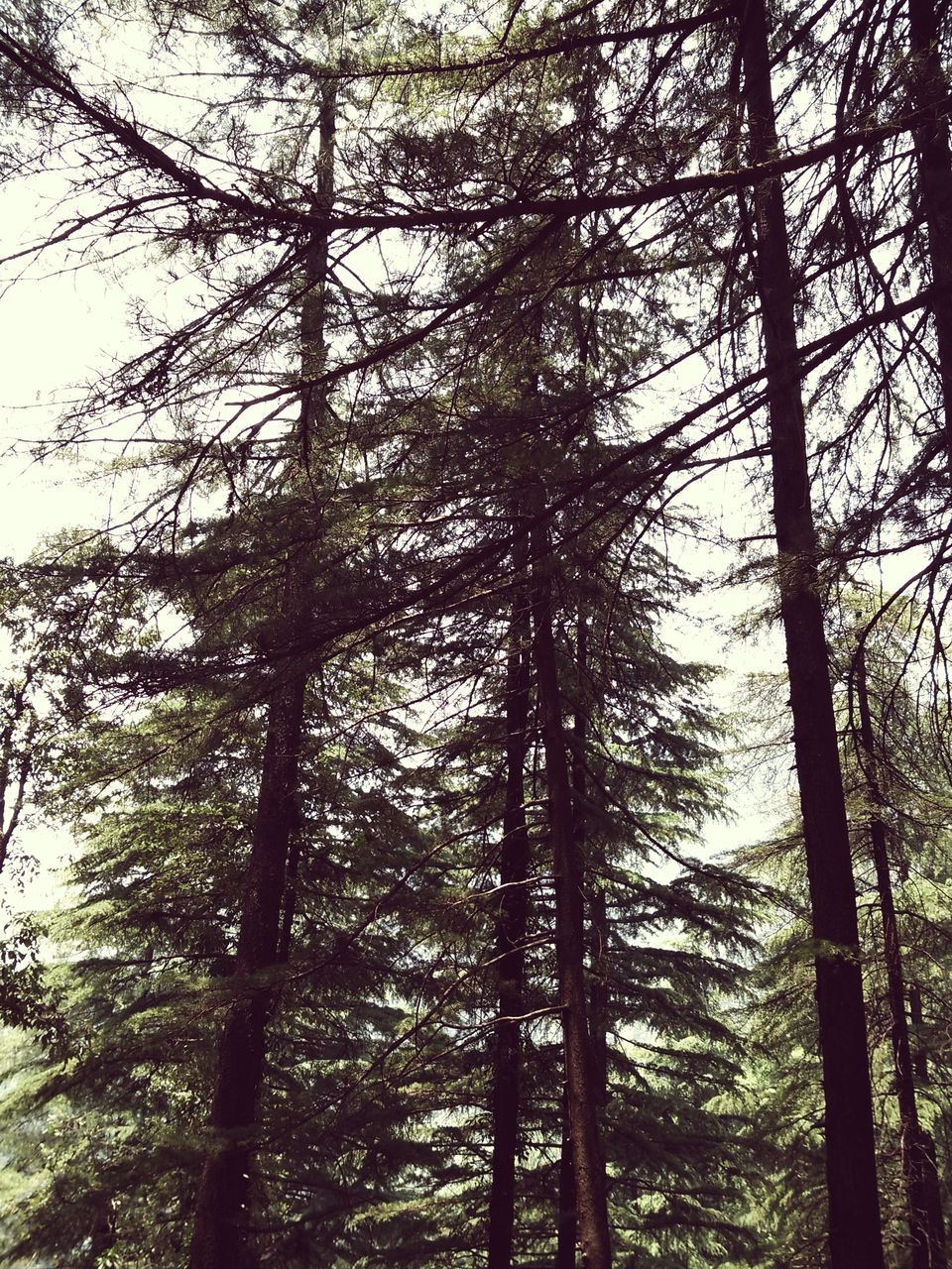 Photo of Cafe Hopping - DHARAMKOT 2/15 by ipshita bhattacharyya