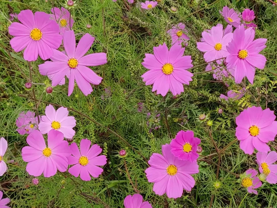 Photo of Shillong, Meghalaya, India by Pratibha Periwal