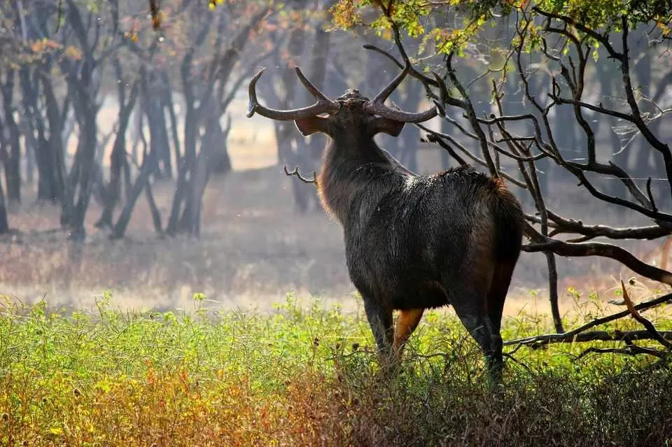 Photo of रणथंभौर किला, Sawai Madhopur, Rajasthan, India by Rishabh Dev