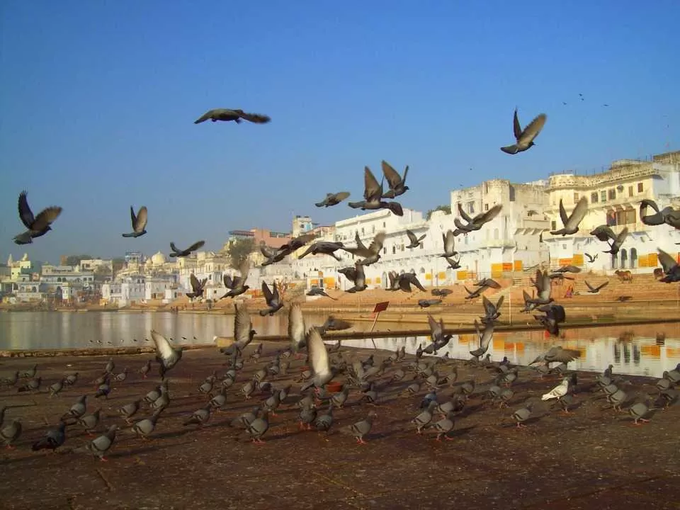 Photo of राजस्थान, India by Rishabh Dev