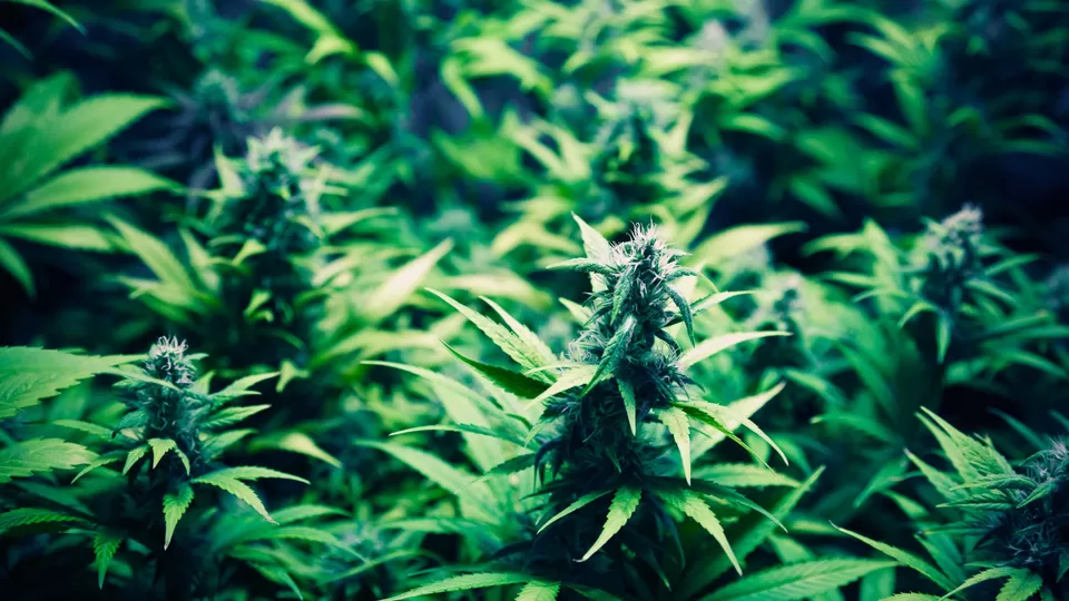 Photo of केरल, India by Rishabh Dev