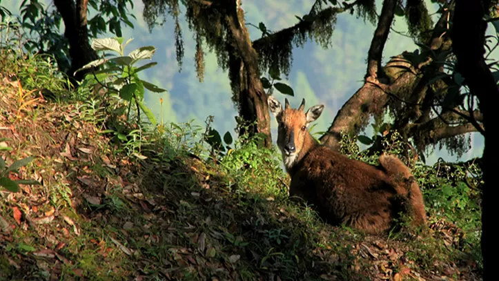 Photo of बिनसर वाइल्डलाइफ सैंक्चुरी, Binsar, Uttarakhand, India by Rishabh Dev