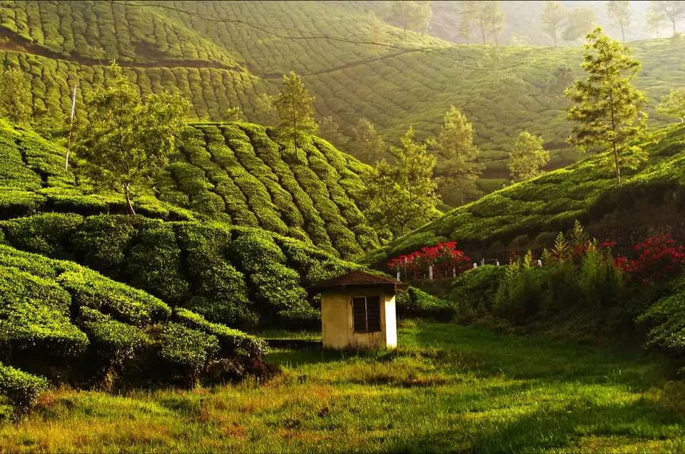 Photo of मुन्नार, Kerala, India by Rishabh Dev