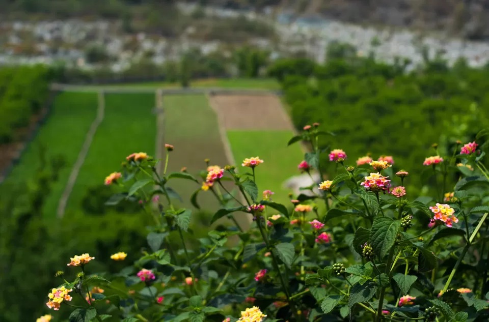 Photo of हल्द्वानी, Uttarakhand, India by Rishabh Dev