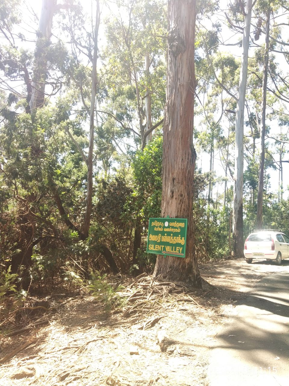 Photo of Kodaikanal Pine Forest, Kodaikanal Ghat Road, Shenbaganur, Kodaikanal, Tamil Nadu, India by Azhar Ali Farooqi