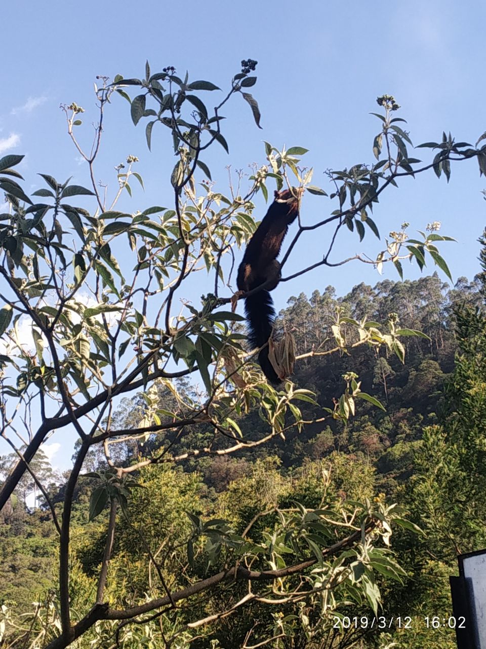 Photo of Kodaikanal Pine Forest, Kodaikanal Ghat Road, Shenbaganur, Kodaikanal, Tamil Nadu, India by Azhar Ali Farooqi