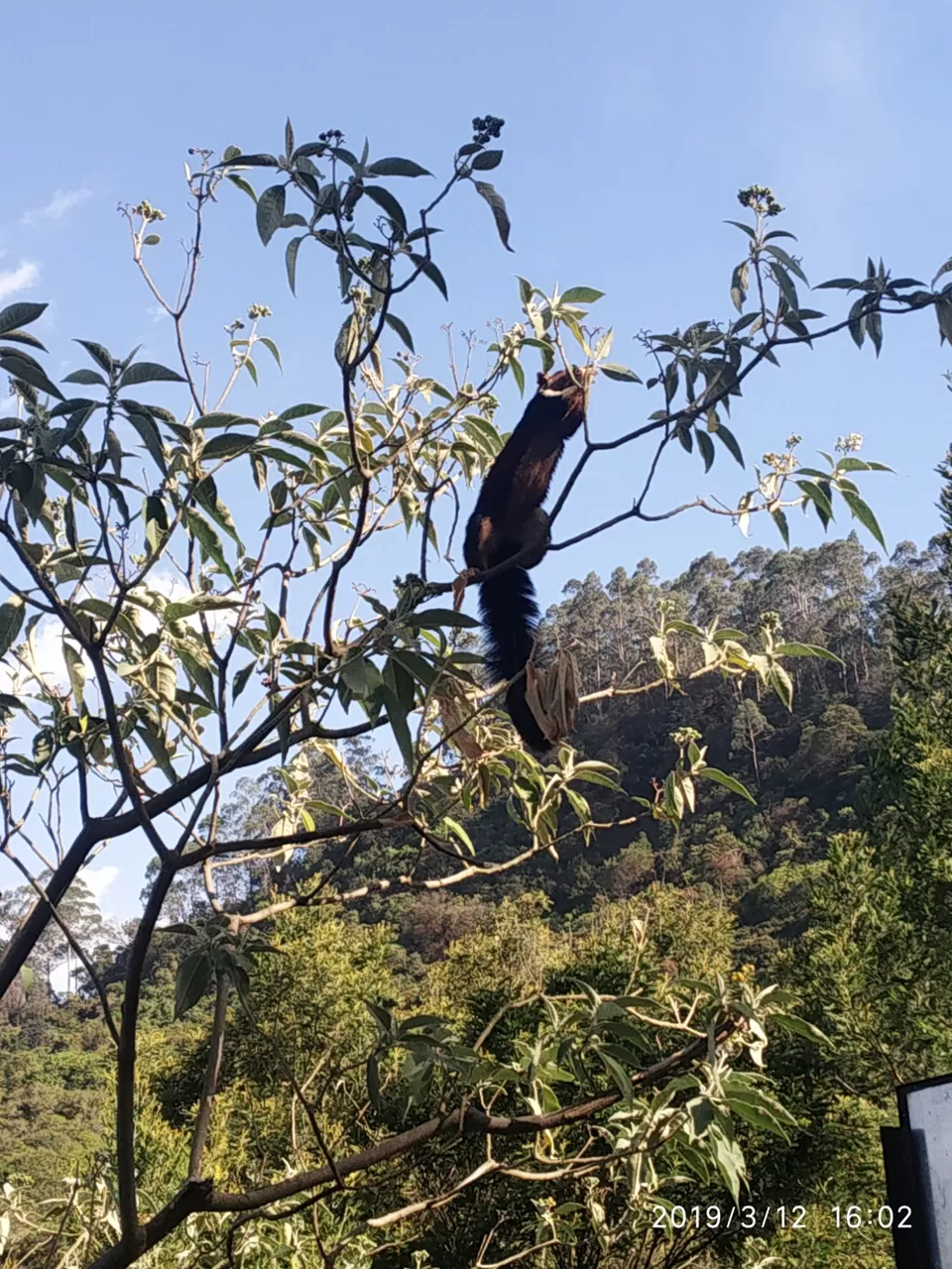 Photo of Kodaikanal Pine Forest, Kodaikanal Ghat Road, Shenbaganur, Kodaikanal, Tamil Nadu, India by Azhar Ali Farooqi