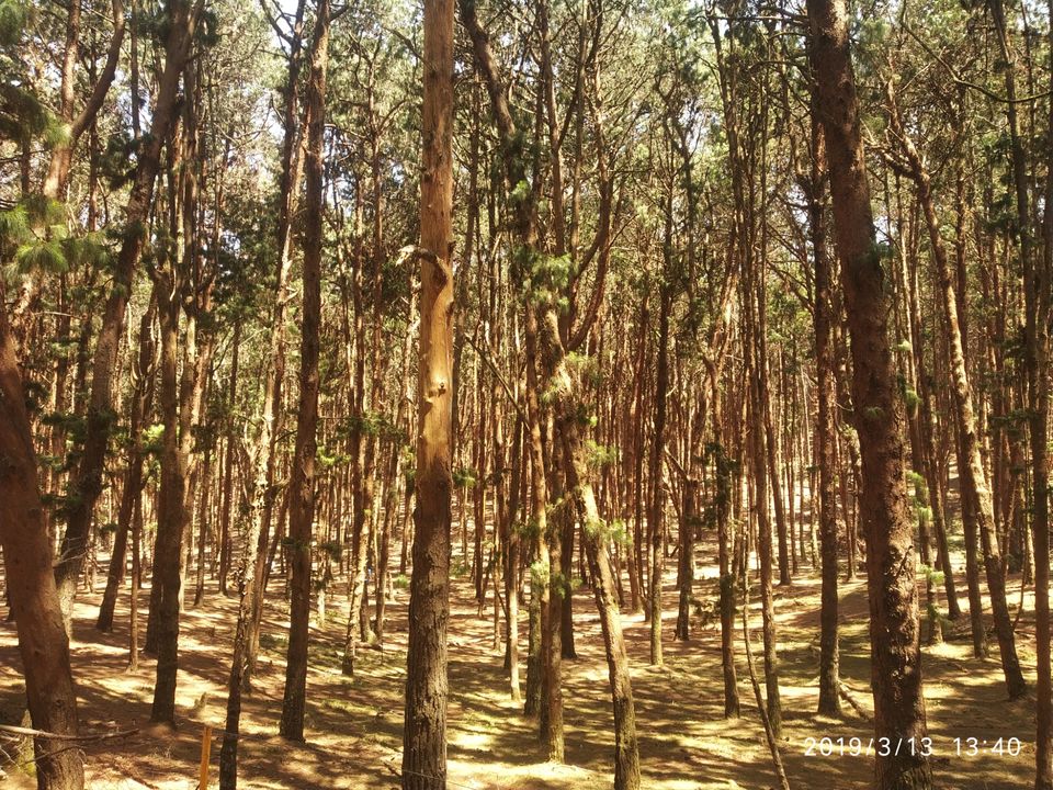 Photo of Pine Tree Forest, Kodaikanal, Tamil Nadu, India by Azhar Ali Farooqi