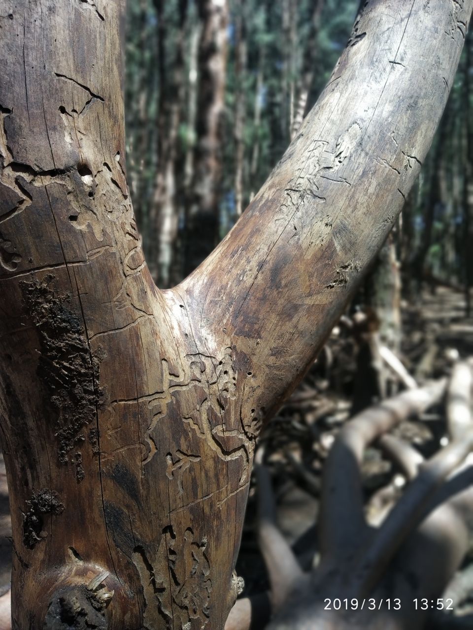 Photo of Pine Tree Forest, Kodaikanal, Tamil Nadu, India by Azhar Ali Farooqi