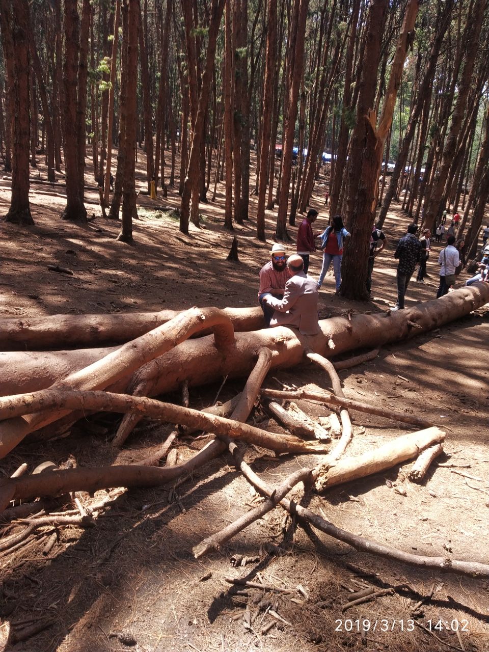 Photo of Pine Tree Forest, Kodaikanal, Tamil Nadu, India by Azhar Ali Farooqi