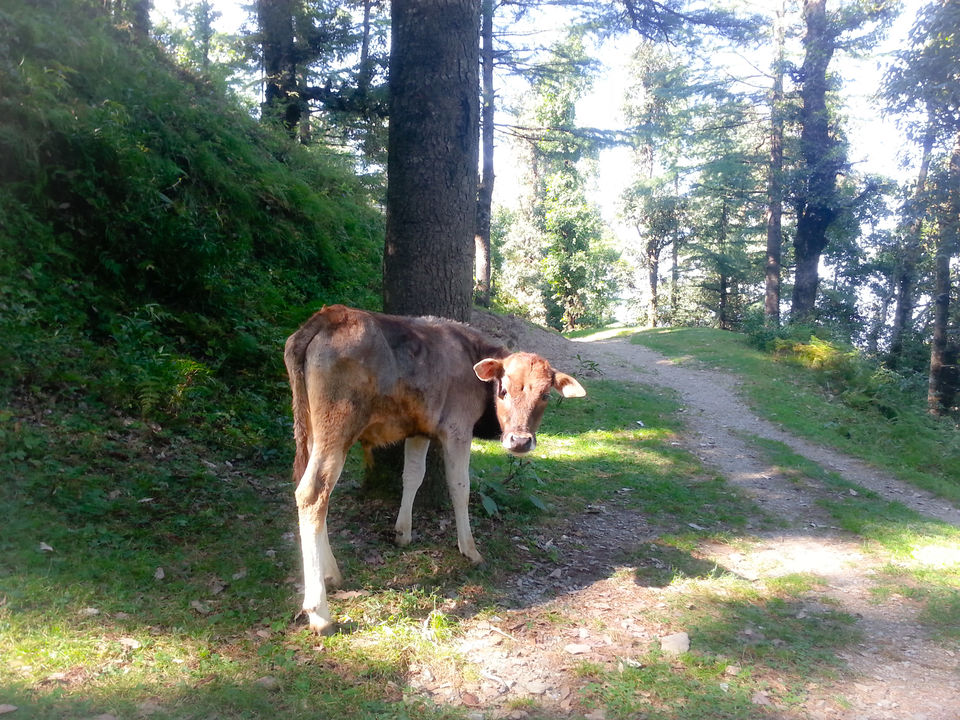 Photo of A Trip Across Silent City Nainital by Patrick Rajput