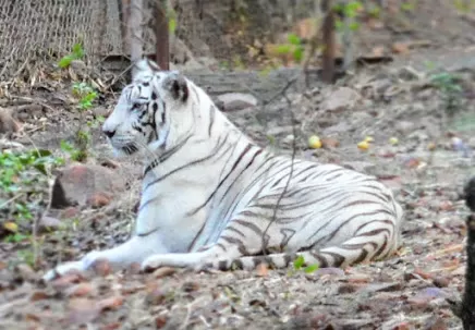 Photo of Van Vihar National Park, Shymala Hills, Bhopal, Madhya Pradesh, India by Rachit Pandey