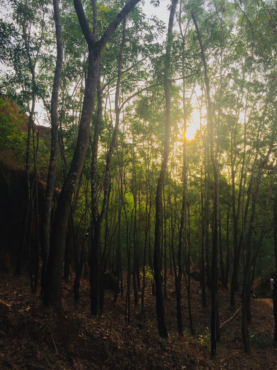 Photo of Majestic dandeli. 13/16 by Aniket