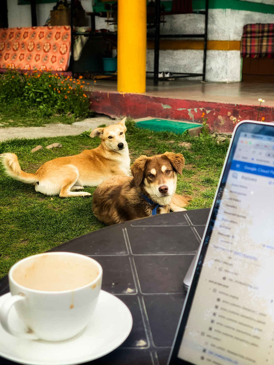 Photo of Shifting to Himachal : My experiences of working from mountains, exploring offbeat Manali and more ! by juhi.chokshi