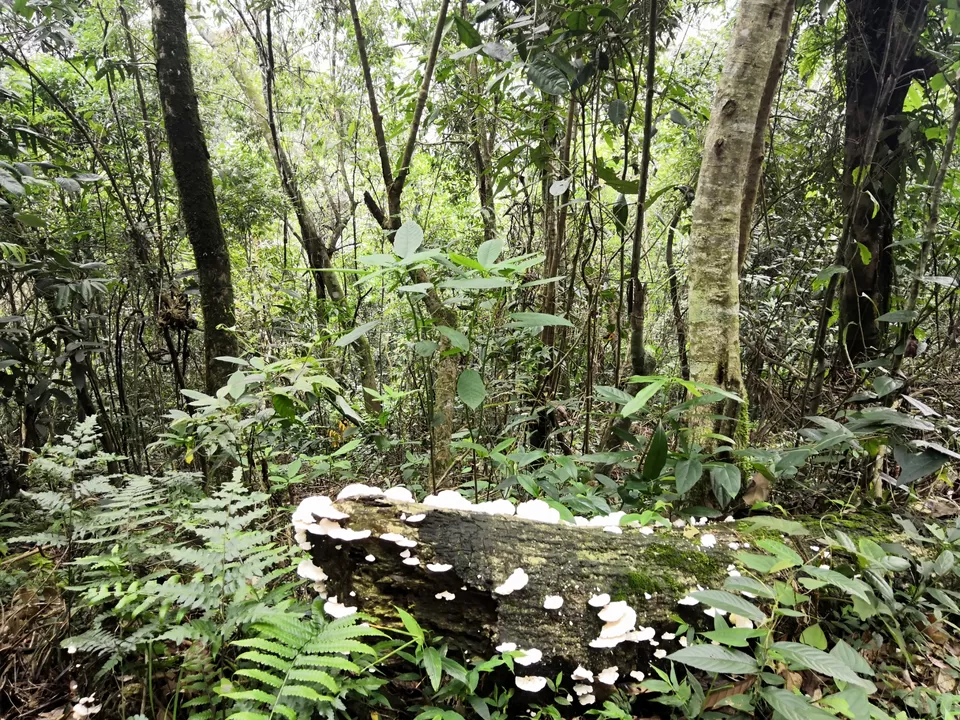 Photo of Krang Shuri Waterfall, Meghalaya, India by Surela Ganguly