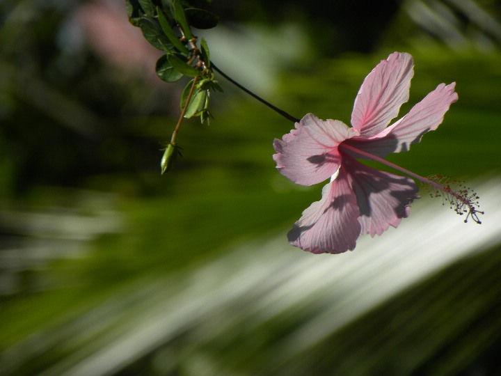 Photo of Feeling ripped off in La Fortuna, Costa Rica 2/9 by Frank