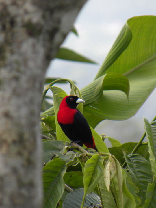 Photo of Feeling ripped off in La Fortuna, Costa Rica 6/9 by Frank