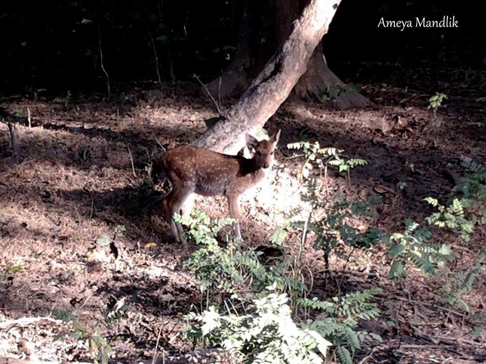 Photo of Jim Corbett National Park, Ramnagar, Uttar Pradesh, India by Ameya Mandlik