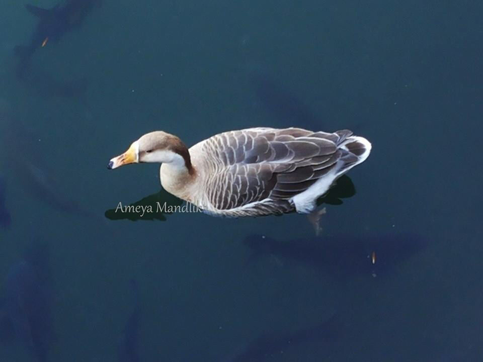 Photo of Nainital, Uttarakhand, India by Ameya Mandlik