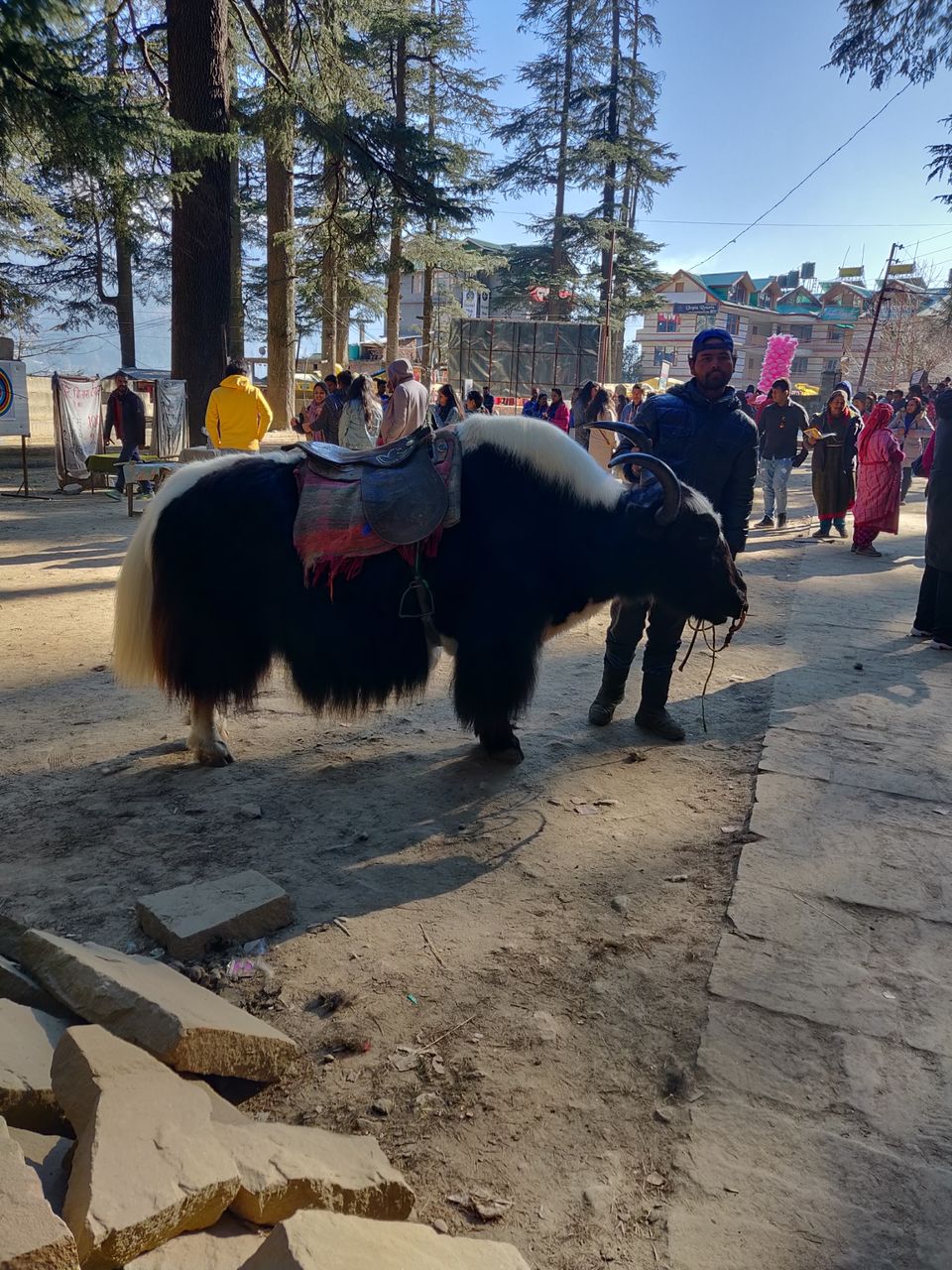 Photo of Hadimba Temple Road, Old Manali, Manali, Himachal Pradesh, India by Kamal Preet Singh