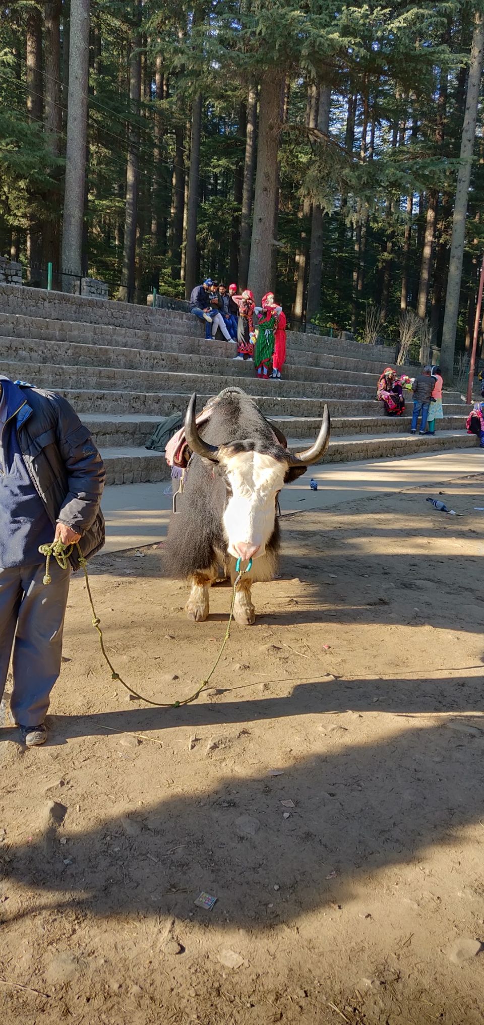 Photo of Hadimba Temple Road, Old Manali, Manali, Himachal Pradesh, India by Kamal Preet Singh