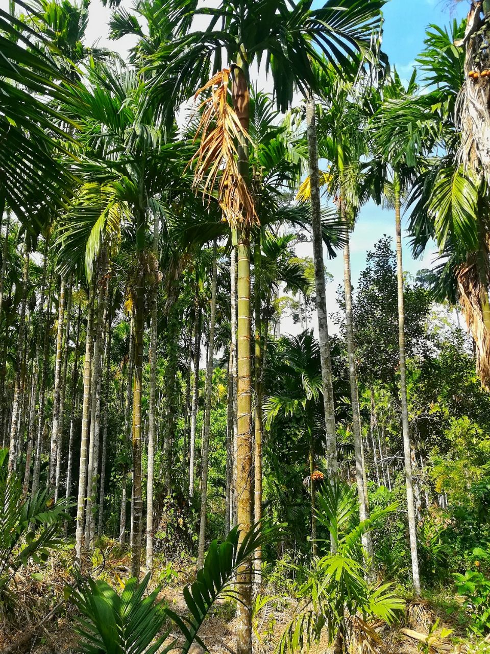 Photo of Elephant Beach, Port Blair, Andaman and Nicobar Islands, India by LAKSHMAN SATTI