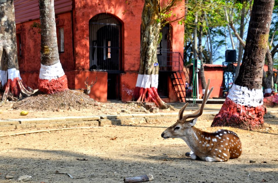 Photo of Ross Island Wildlife Sanctuary, Andaman and Nicobar Islands, India by LAKSHMAN SATTI