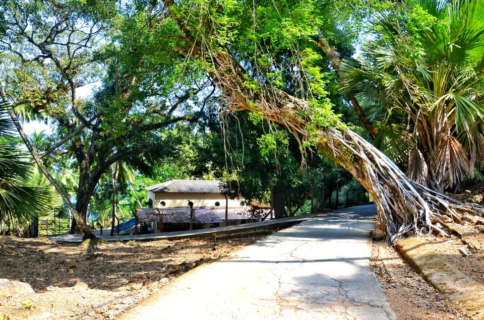 Photo of Ross Island Wildlife Sanctuary, Andaman and Nicobar Islands, India by LAKSHMAN SATTI