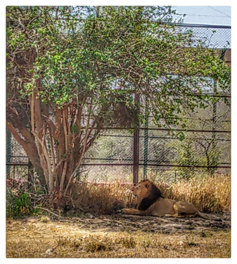 Photo of Nahargarh Biological Park, Kukas, Rajasthan, India by Neeraj Koul