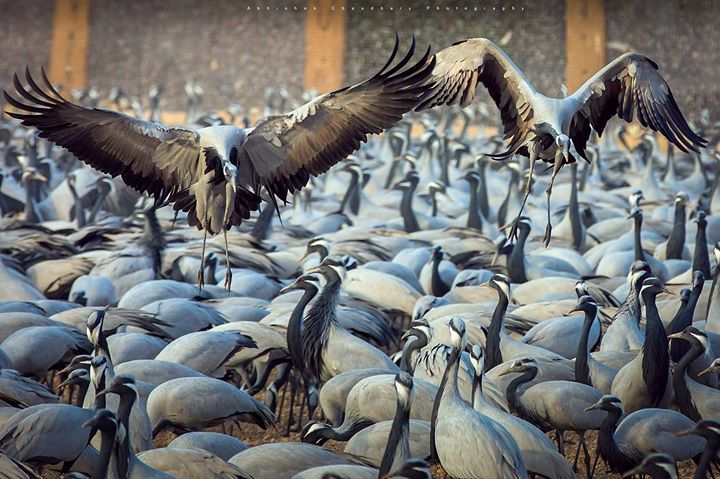 Photo of Rajasthan, Rajasthan, India by Abhishek Raj Chaudhary