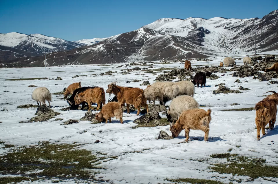 Photo of Mongolia by Jyoti Patil