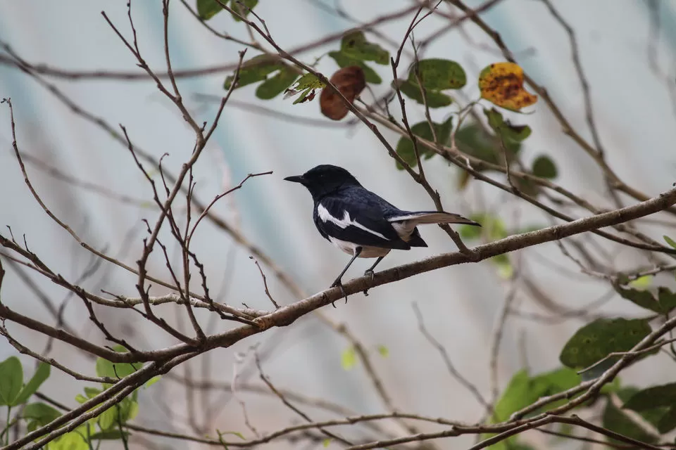 Photo of Chinnar Wildlife Sanctuary, Munnar, Kerala, India by Barani Ram