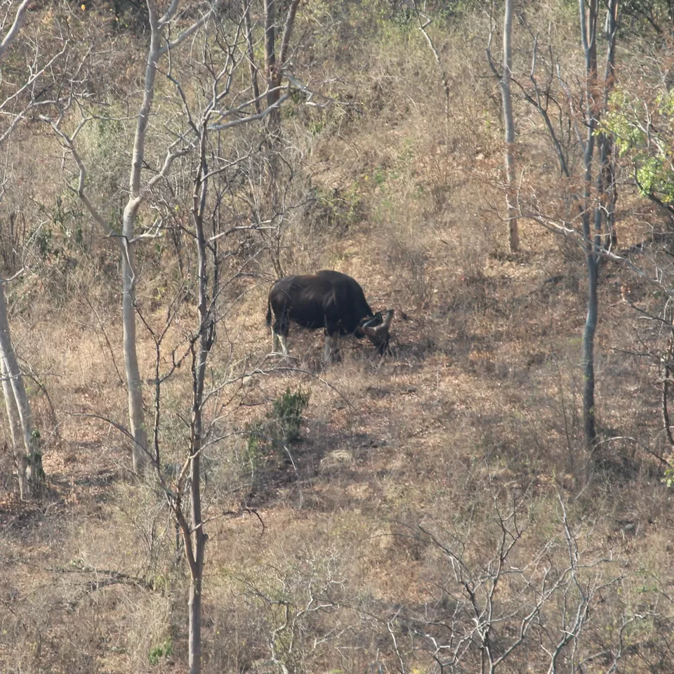Photo of Chinnar Wildlife Sanctuary, Munnar, Kerala, India by Barani Ram