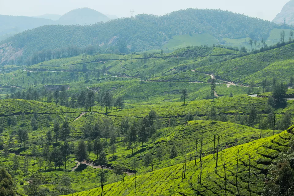 Photo of Munnar, Kerala, India by Barani Ram