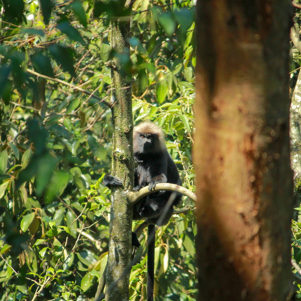Photo of Munnar, Kerala, India by Barani Ram