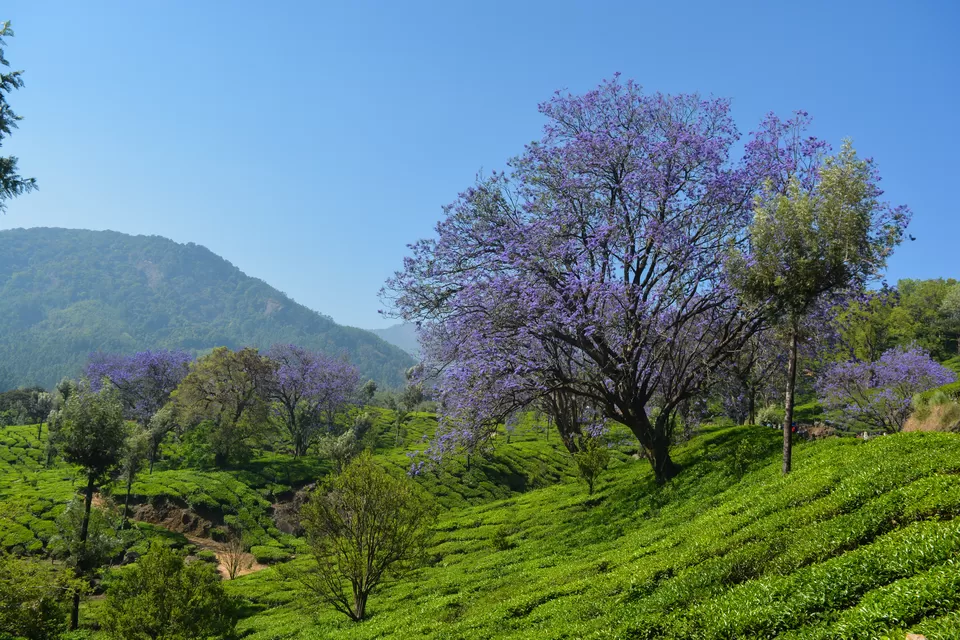 Photo of Marayoor, Kerala, India by Barani Ram