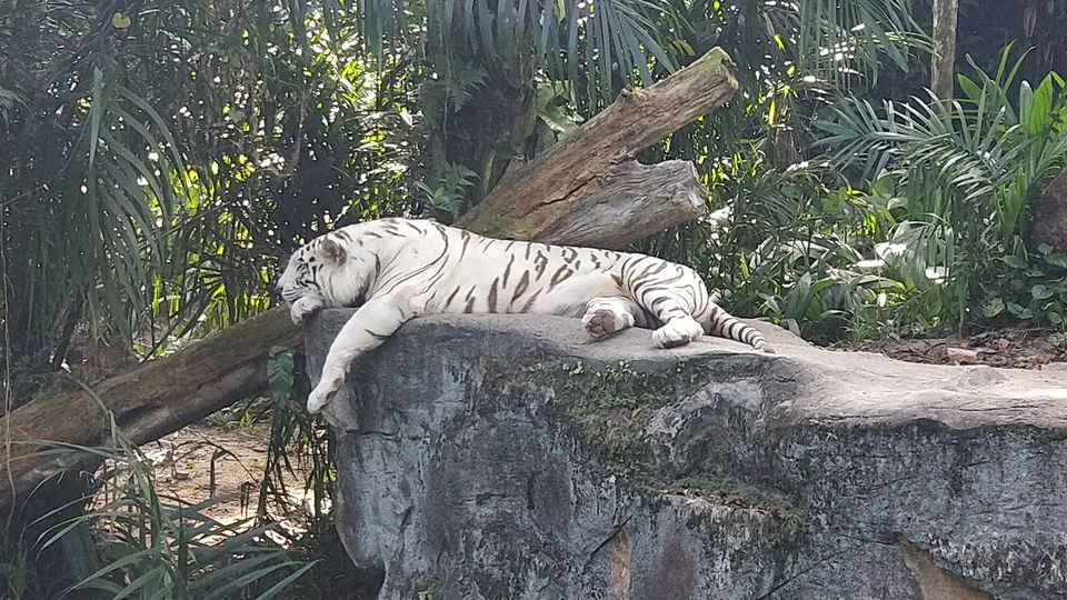 Photo of Singapore Zoo, Singapore by JashanD