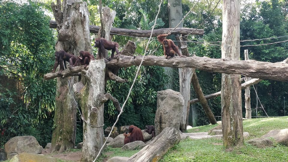 Photo of Singapore Zoo, Singapore by JashanD