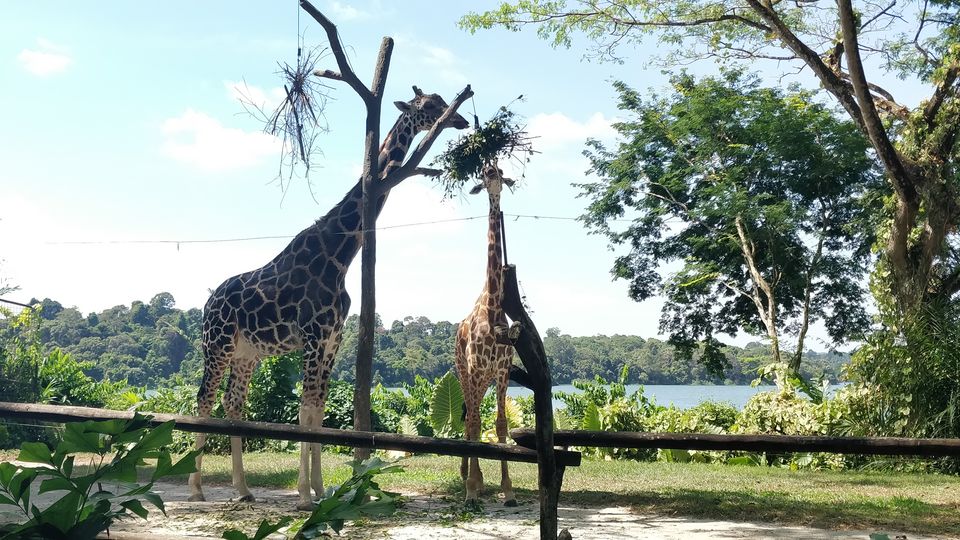 Photo of Singapore Zoo, Singapore by JashanD