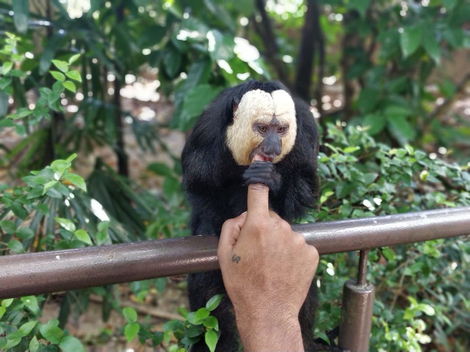 Photo of Singapore Zoo, Singapore by JashanD