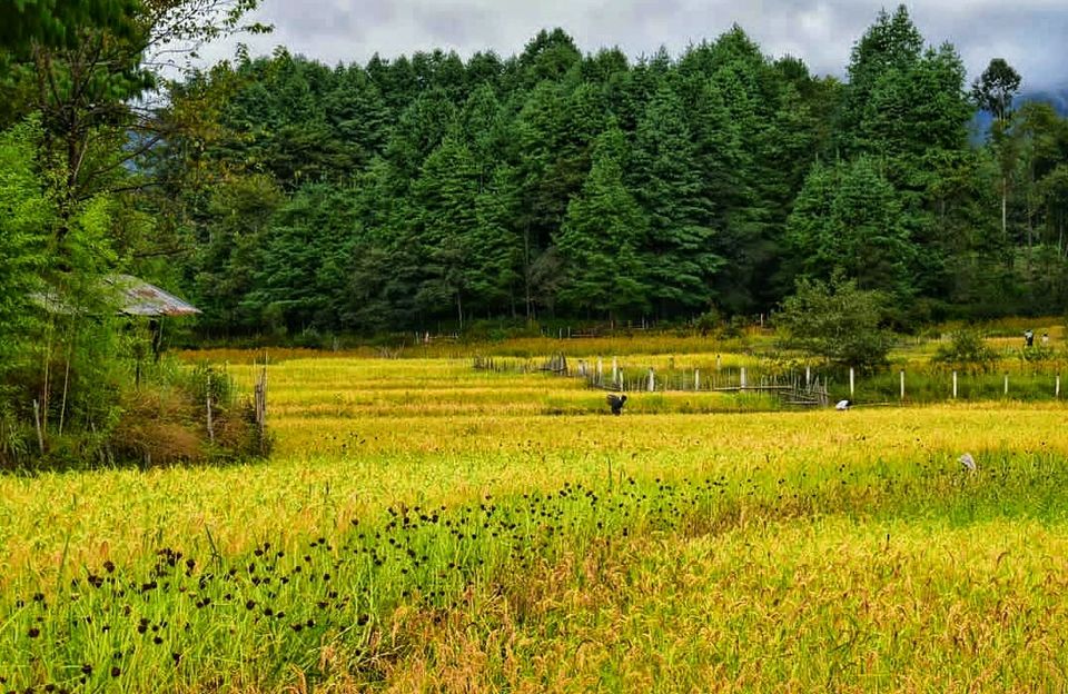 Photo of Mon Village, Nagaland, India by Lavina Solanki