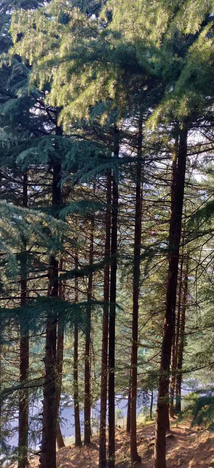 Photo of Manali, Himachal Pradesh, India by Radhika