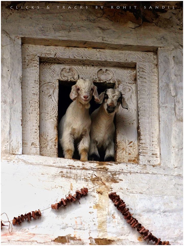Photo of Born in Himalayas - A Blessing! 6/14 by Hippie in Hills