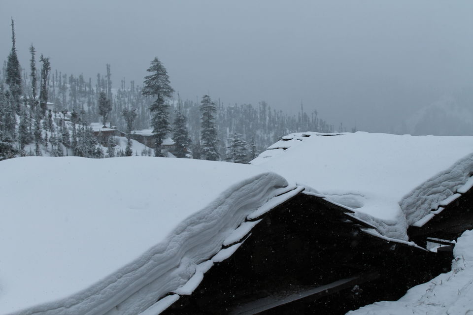 Photo of Born in Himalayas - A Blessing! 11/14 by Hippie in Hills